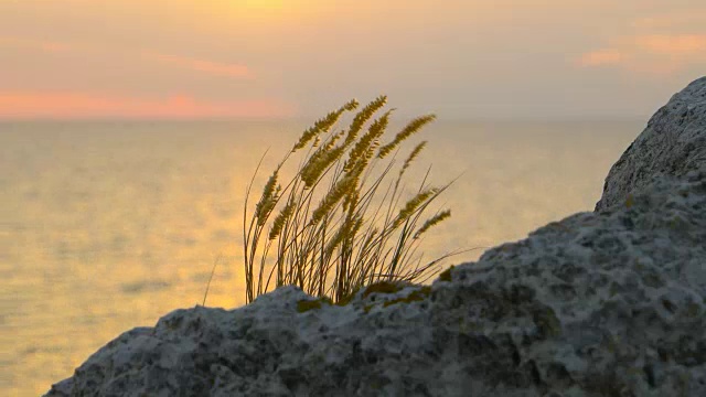 一簇草随风飘动海面上的夕阳视频素材