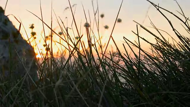 日落透过海岸草地。草在风中摇曳。风吹着干燥的植物视频素材