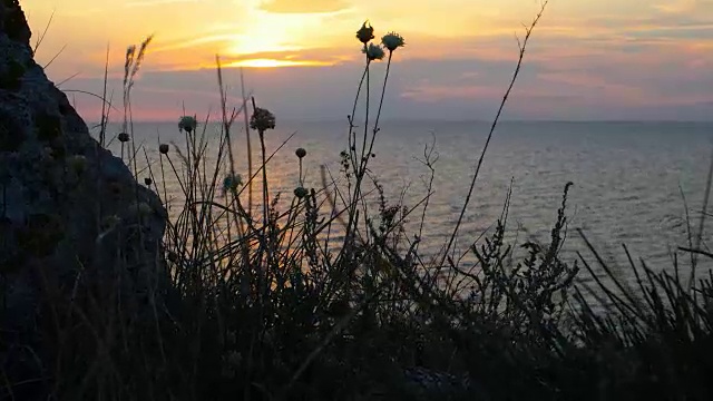 海上田园诗般的日落海风吹动着海面上美丽的日落背景上的草视频素材