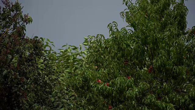 一阵大风把房子附近的树上吹得桃子满地都是视频素材