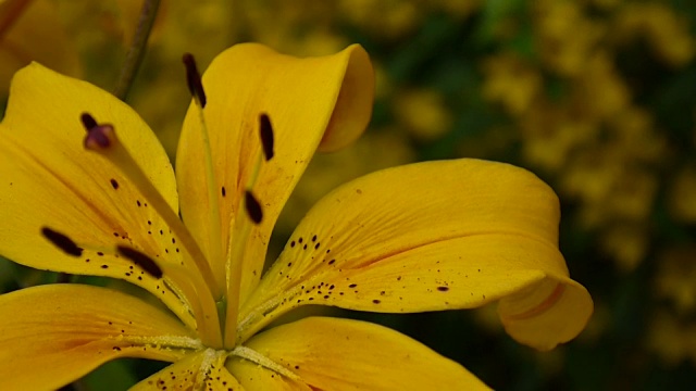 植物百合细节特写高清镜头-草本百合花视频视频下载