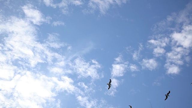 海鸥飞过天空视频素材