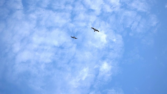 海鸥飞过天空视频素材