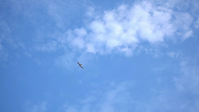 海鸥飞过天空视频素材