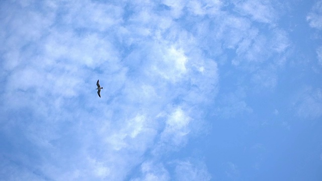 海鸥飞过天空视频素材