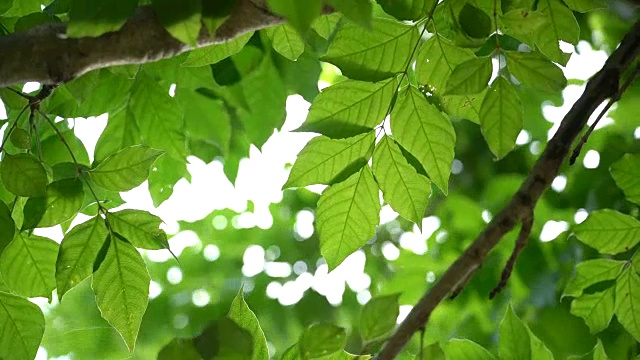 绿叶背景。视频素材