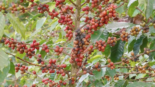 早上农场里树上五颜六色的咖啡豆。视频素材