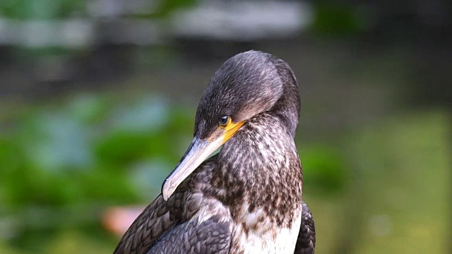 鸬鹚(Phalacrocorax carbo)清洁它的羽毛视频素材