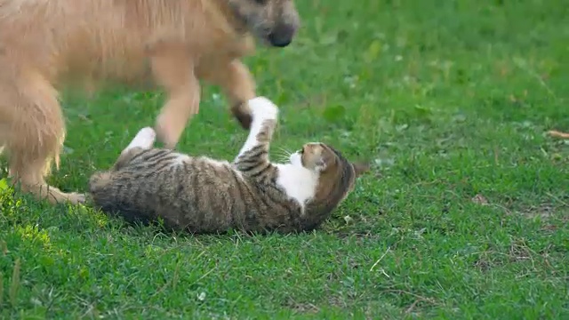 一场狗和猫的战斗视频素材