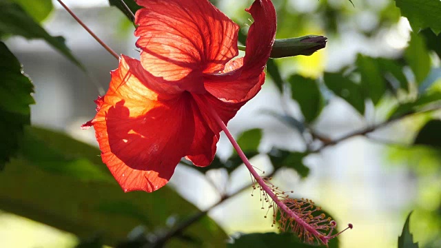 红色的芙蓉花视频素材