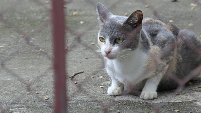 条纹的猫放松视频素材