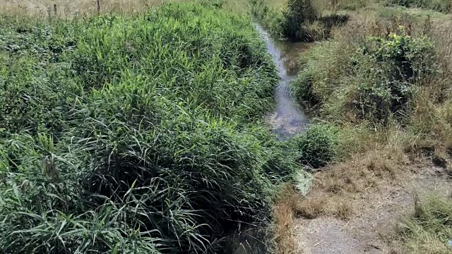 相机倾斜，放大和缩小。农村小河流水上的草和芦苇随风飘过视频素材