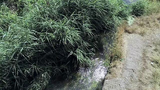 相机的静态的。草和芦苇随风飘过溪水视频素材