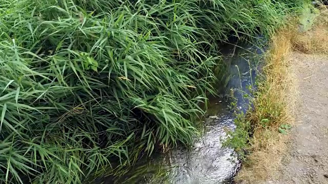 相机慢慢地放大和缩小。草和芦苇在小溪上流动的水视频素材