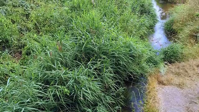 相机慢慢向上倾斜。草和芦苇在小溪上流动的水视频素材