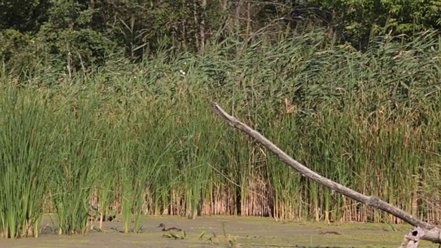 野鸭的自然栖息地。鸭子和小鸭子浮在水面上视频素材