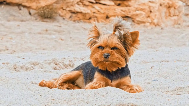 沙滩上的小约克郡犬视频素材