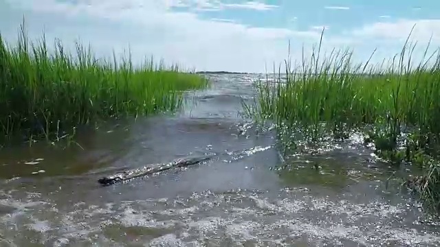 健康海岸河口(慢镜头)视频素材