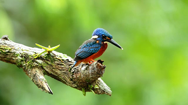 蓝耳翠鸟(Alcedo mening)在雨中的特写视频素材