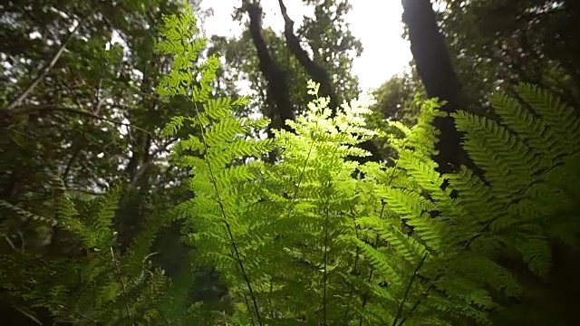 太阳照射下的蕨类植物视频下载