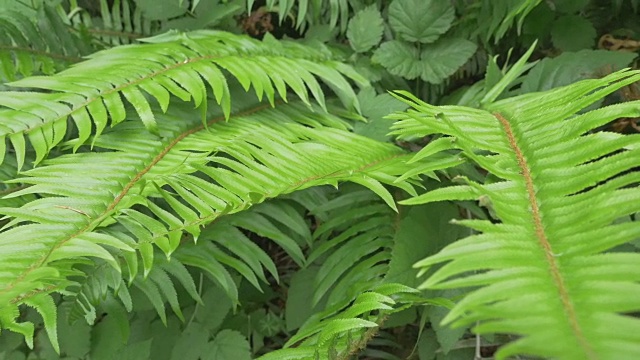 蕨类植物的叶子视频下载