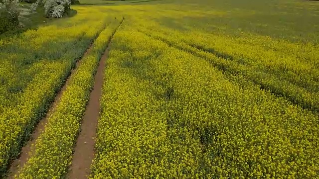 飞越黄野视频下载