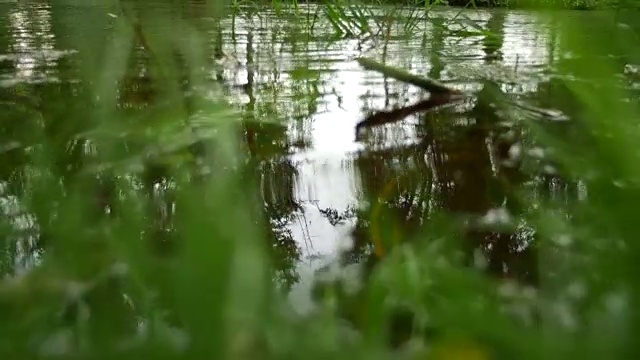 绿色的水荡漾视频下载