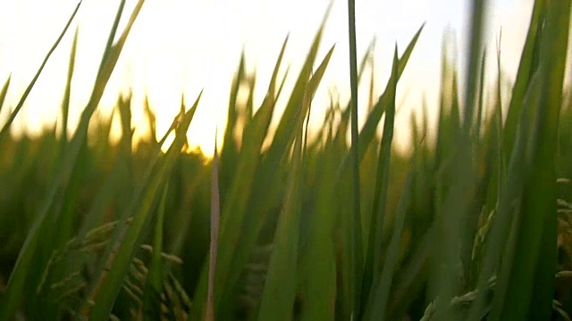 日落时，手拖过草地视频素材