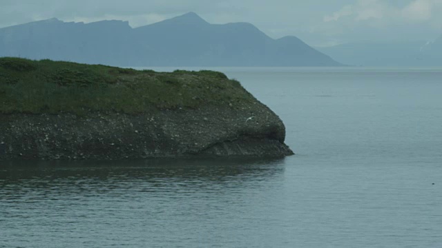 2011年，阿拉斯加，麦克尼尔河猎场，平静的大海，海鸥飞翔，海豹在水里，群山在背景中视频素材