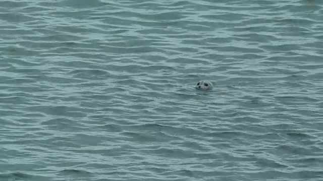 海豹在海鸥附近游泳，麦克尼尔河猎场，阿拉斯加，2011年视频素材