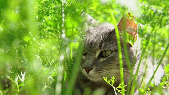 灰猫在花园里的胡萝卜间散步。视频素材