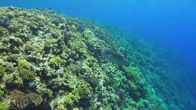 潜水员游过珊瑚礁视频素材