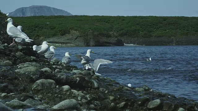 小溪流入大海，海鸥在岸边和水中，熊在涉水，麦克尼尔河狩猎范围，阿拉斯加，2011年视频素材