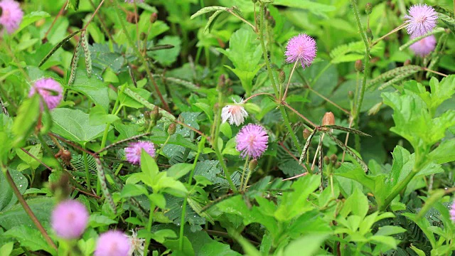 雨后的夏日，用手触摸含羞草和鲜花视频素材