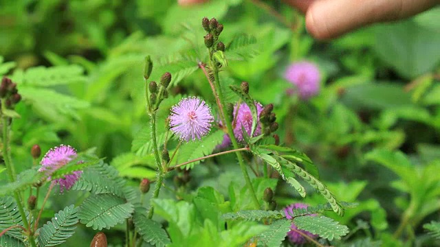 雨后的夏日，用手触摸含羞草和鲜花视频素材