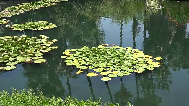 睡莲池中的倒影视频素材