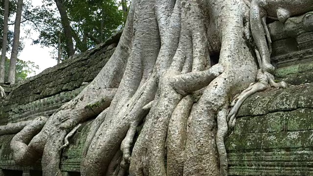 近距离的树根在塔普伦寺，吴哥窟视频素材