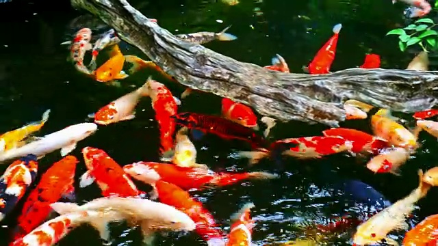 花式鲤鱼、鲤鱼、锦鲤都在游泳视频下载