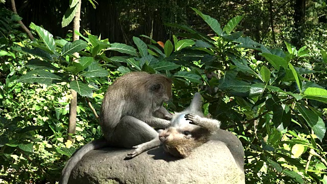 一只长尾猕猴被驱虱子时仰卧着视频素材