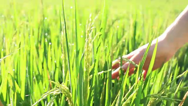 手女孩触摸绿色的稻田背景，巴厘岛，印度尼西亚。近距离视频素材