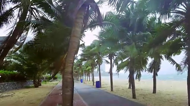 暴风雨在沙滩上吹着摇摆的椰子树视频素材