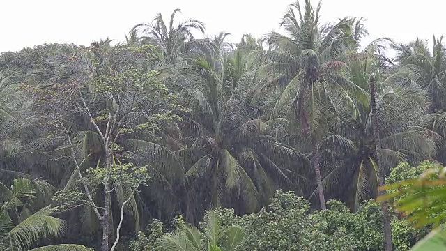 泰国帕岸岛，热带风和雨落在绿色的棕榈树叶子上视频素材