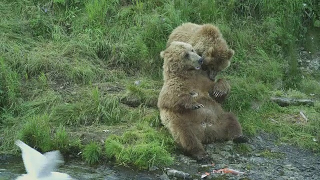 2011年，阿拉斯加麦克尼尔河猎场，熊妈妈和熊宝宝在岸上搏斗视频素材