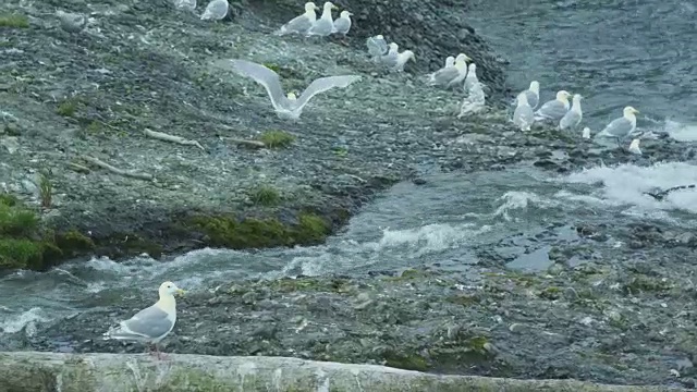 2011年，阿拉斯加麦克尼尔河猎场，熊妈妈和熊宝宝在海鸥中间过河视频素材