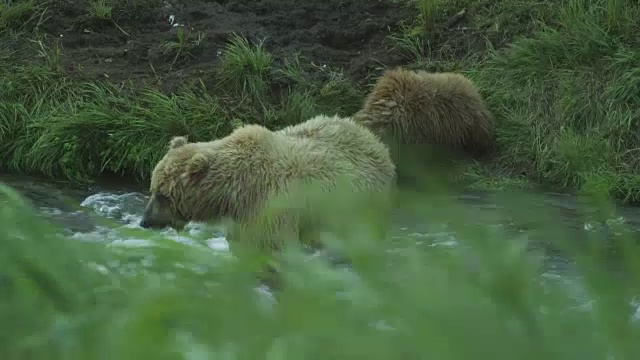 2011年，阿拉斯加麦克尼尔河猎场，熊妈妈在河里，熊宝宝在岸上吃鲑鱼，海鸥在头顶飞过视频素材