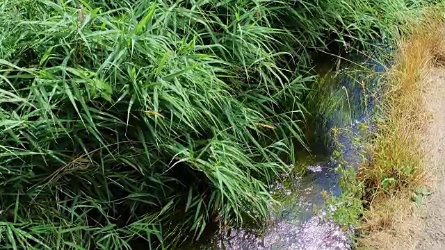 相机慢慢地放大。微风吹拂着小溪上的草和芦苇视频素材