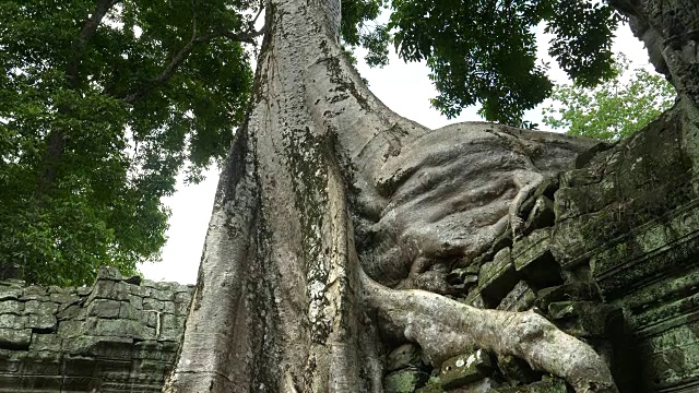 吴哥窟塔普隆寺墙上的树根向上倾斜视频素材