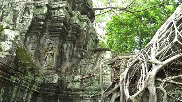 扼杀者无花果根在塔普伦寺，吴哥视频素材