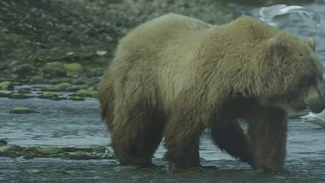 2011年，阿拉斯加麦克尼尔河猎场，熊和熊宝宝在风中行走视频素材