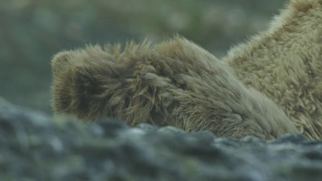 2011年，阿拉斯加麦克尼尔河猎场，加州熊宝宝在风中皮毛视频素材